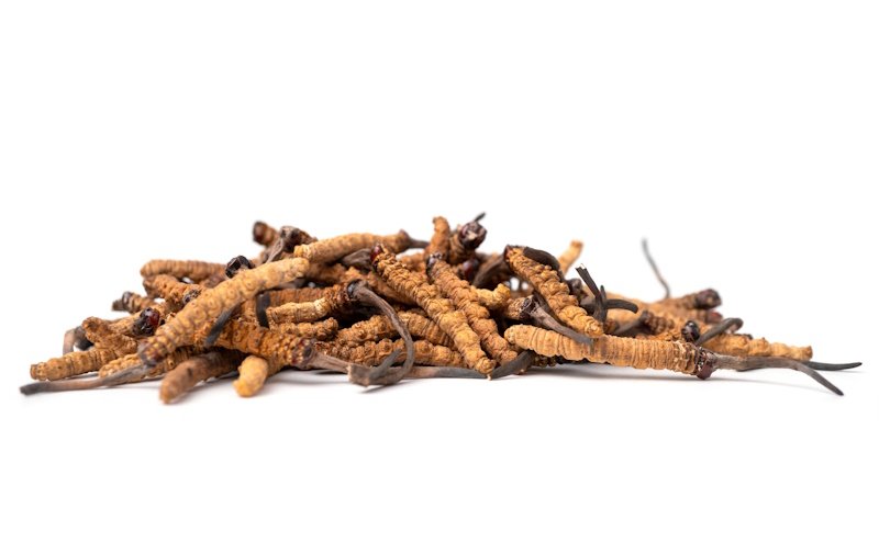 Cordyceps Benefits: Boost Energy, Balance Hormones & Stress